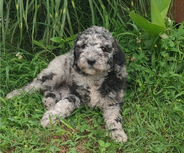 Medium Photo #4 Poodle (Standard) Puppy For Sale in COUCH, MO, USA