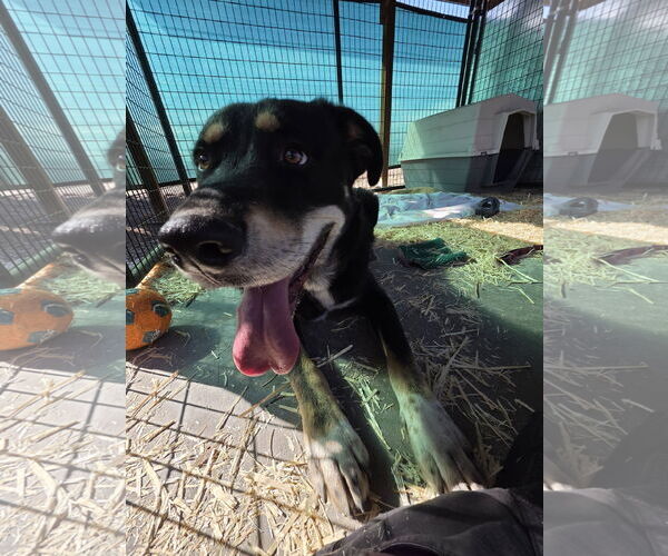 Medium Photo #4 Great Pyrenees-Unknown Mix Puppy For Sale in Monte Vista, CO, USA