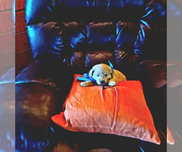 Medium Photo #9 English Cream Golden Retriever-Poodle (Miniature) Mix Puppy For Sale in WEWOKA, OK, USA