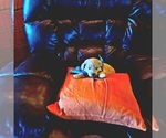 Small Photo #9 English Cream Golden Retriever-Poodle (Miniature) Mix Puppy For Sale in WEWOKA, OK, USA