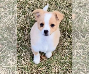 Chihuahua-Shetland Sheepdog Mix Puppy for sale in HILLSBORO, WI, USA
