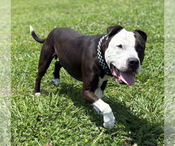 Medium Photo #1 American Pit Bull Terrier Puppy For Sale in Virginia Beach, VA, USA