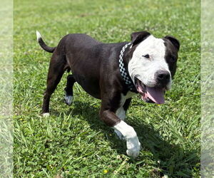American Pit Bull Terrier Dogs for adoption in Virginia Beach, VA, USA
