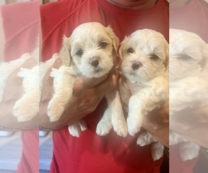 Cav-A-Malt Puppy for sale in SURPRISE, AZ, USA
