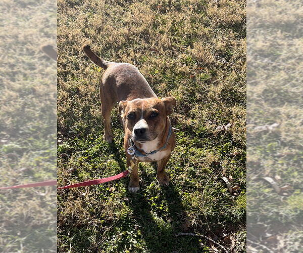 Medium Photo #2 Mutt Puppy For Sale in Candler, NC, USA