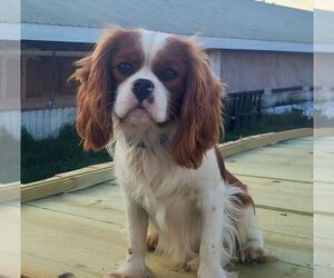 Father of the Cavalier King Charles Spaniel puppies born on 12/30/2023