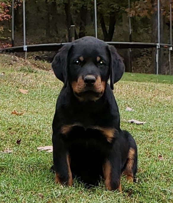 Medium Photo #7 Rottweiler Puppy For Sale in WESLEY, AR, USA
