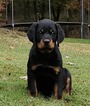 Small Photo #7 Rottweiler Puppy For Sale in WESLEY, AR, USA