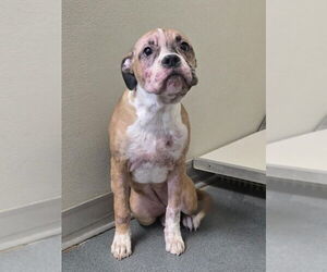 Boxer-Unknown Mix Dogs for adoption in Glen Allen, VA, USA