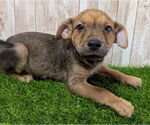 Small Chihuahua Mix