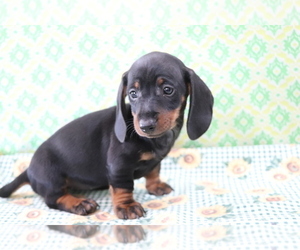 Dachshund Puppy for sale in SHILOH, OH, USA