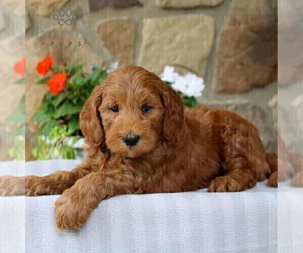 Medium Photo #4 Goldendoodle (Miniature) Puppy For Sale in EAST EARL, PA, USA