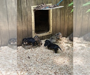 Dachshund Puppy for sale in LOUISA, VA, USA