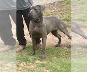 Cane Corso Puppy for sale in FAIRBURN, GA, USA