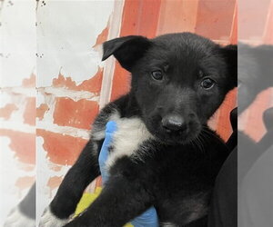 German Shepherd Dog-Unknown Mix Dogs for adoption in San Bernardino, CA, USA
