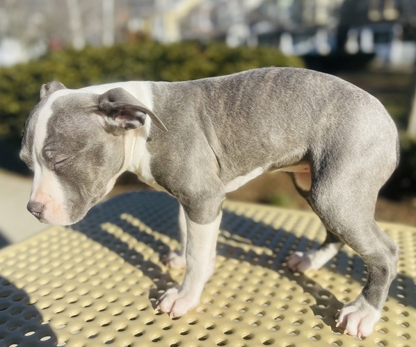 Medium Photo #4 American Pit Bull Terrier Puppy For Sale in TRENTON, NJ, USA