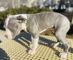 Small Photo #4 American Pit Bull Terrier Puppy For Sale in TRENTON, NJ, USA