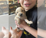 Puppy Dark Blue 7 Golden Retriever