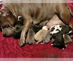 Small #9 American Bully