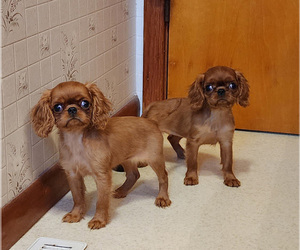 Cavalier King Charles Spaniel Puppy for sale in PLEASANT CITY, OH, USA
