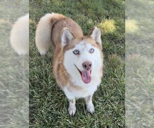 Siberian Husky Dogs for adoption in Lee's Summit, MO, USA