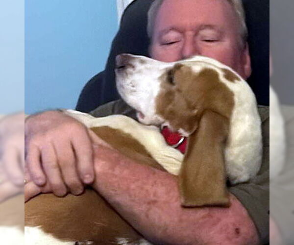 Medium Photo #6 Basset Hound Puppy For Sale in Deepwater, NJ, USA