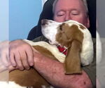 Small #5 Basset Hound
