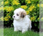 Small Photo #3 Mal-Shi Puppy For Sale in QUARRYVILLE, PA, USA