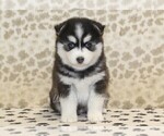 Small #2 Pomsky