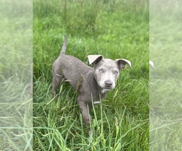 Medium Photo #2 Australian Kelpie Puppy For Sale in CAMAS, WA, USA