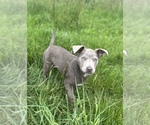 Small #1 Australian Kelpie