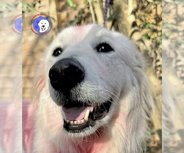 Medium Photo #1 Great Pyrenees Puppy For Sale in Spring, TX, USA