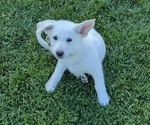 Small Photo #8 German Shepherd Dog Puppy For Sale in TONOPAH, NV, USA