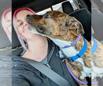 Small #7 American Pit Bull Terrier Mix