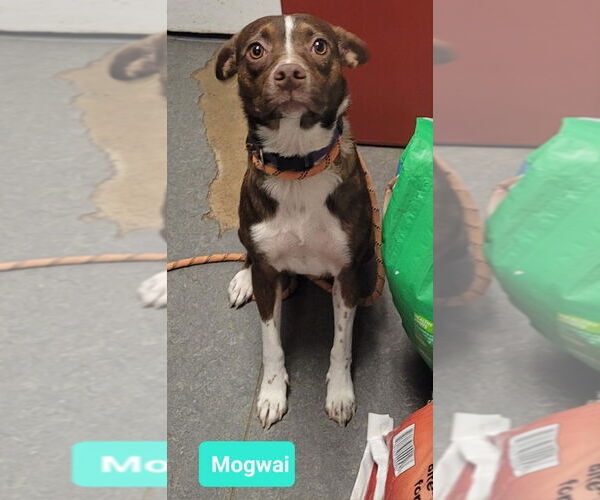 Medium Photo #2 Australian Kelpie-Boxer Mix Puppy For Sale in Richmond, IN, USA
