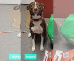 Small #1 Australian Kelpie-Boxer Mix