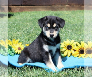 Labrador Retriever-Siberian Husky Mix Puppy for sale in PEACH BOTTOM, PA, USA