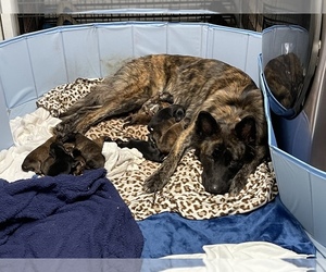 Dutch Shepherd Dog-German Shepherd Dog Mix Puppy for sale in SAN ANTONIO, TX, USA