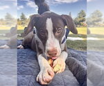 *HARRIET - Female Mutt Dog for Adoption - Small photo