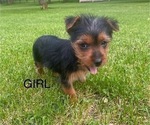 Small #1 Yorkshire Terrier