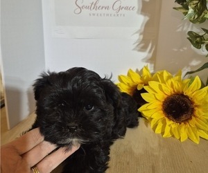 ShihPoo Puppy for sale in MOUNT OLIVE, NC, USA