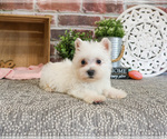 Small #1 West Highland White Terrier