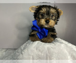 Puppy Puppy 5 blue Yorkshire Terrier