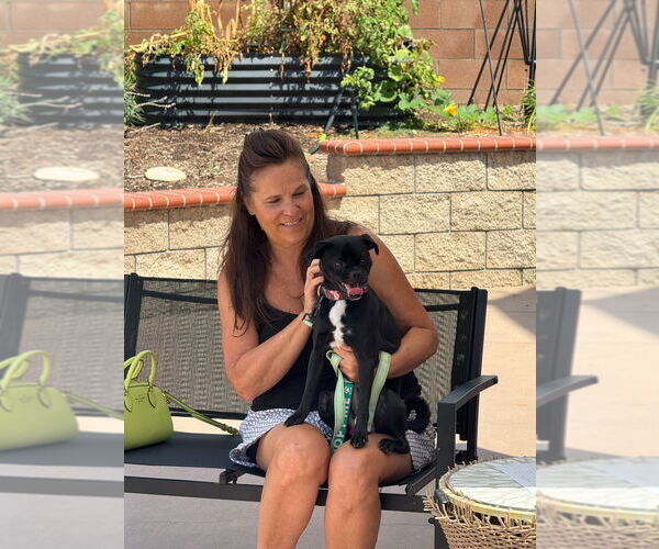 Medium Photo #14 Chug Puppy For Sale in Lake Forest, CA, USA