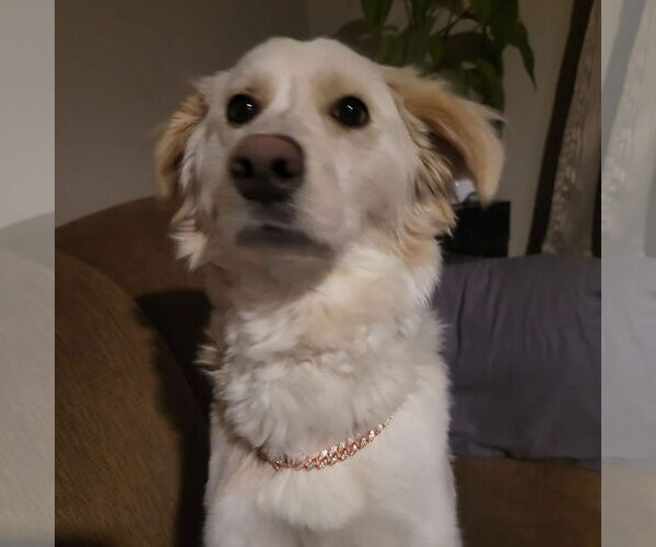 Medium Photo #5 Border Collie-Unknown Mix Puppy For Sale in Fargo, ND, USA