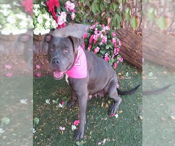 Medium Photo #2 Staffordshire Bull Terrier Puppy For Sale in Oklahoma City, OK, USA