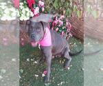 Small #1 Staffordshire Bull Terrier