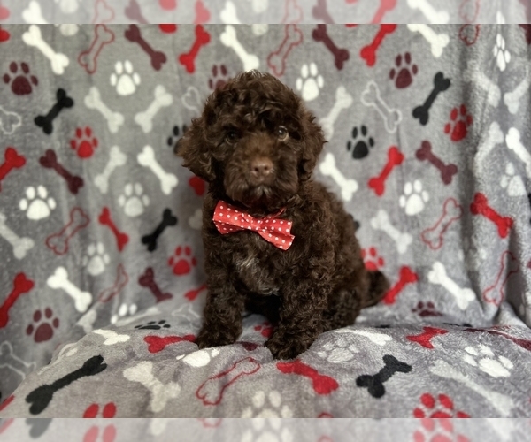 Medium Photo #5 ShihPoo Puppy For Sale in LAKELAND, FL, USA