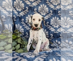 Dalmatian Puppy for sale in QUARRYVILLE, PA, USA