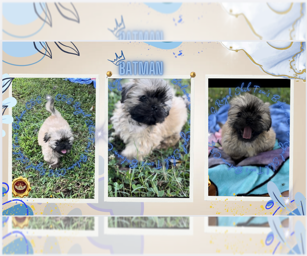 Medium Photo #4 Shih Tzu Puppy For Sale in ATHENS, GA, USA